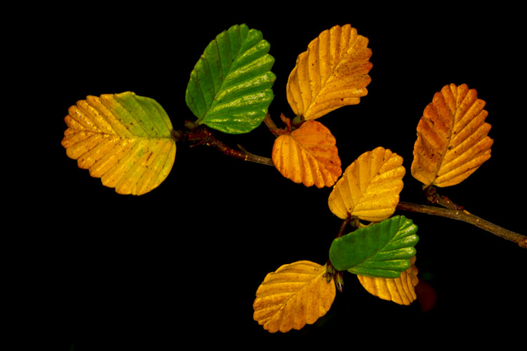 tasmania photo tour example 23